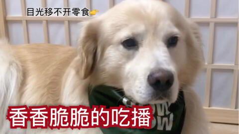 狗子的最新爆料视频,娱乐圈幕后真相大曝光!  第2张 狗子的最新爆料视频,娱乐圈幕后真相大曝光!  第2张